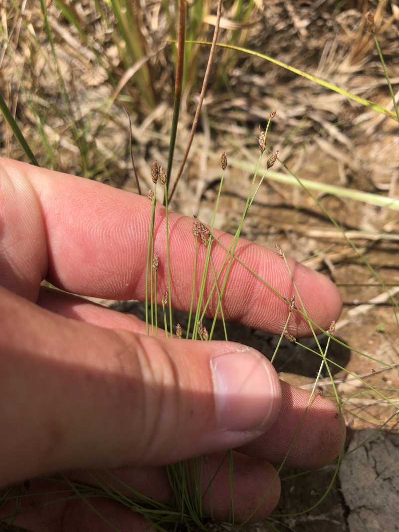 Eleocharis microcarpa var. filiculmis