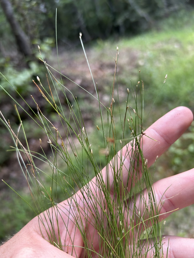 Eleocharis microcarpa var. filiculmis photo 2