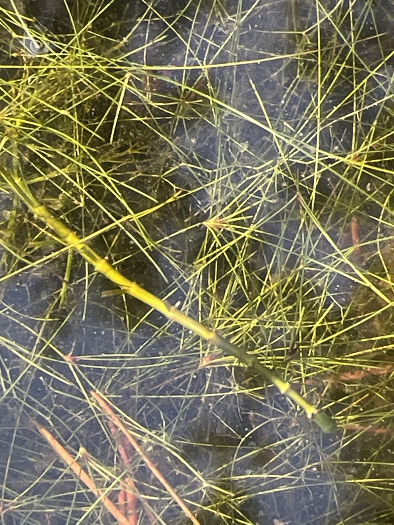 Eleocharis microcarpa var. filiculmis photo 3