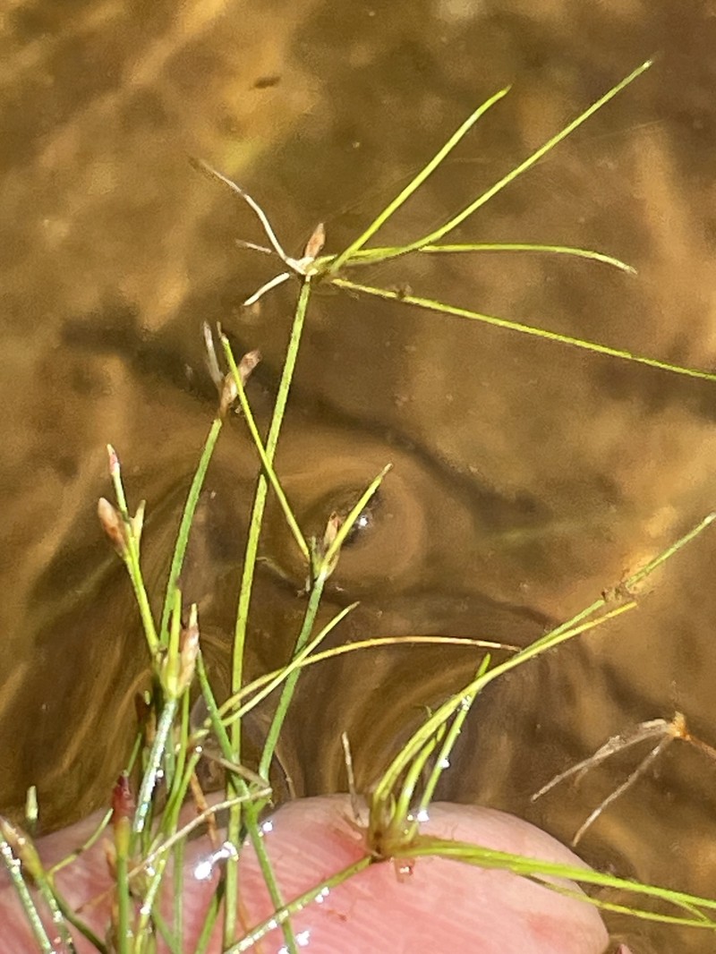 Eleocharis microcarpa var. filiculmis photo 4