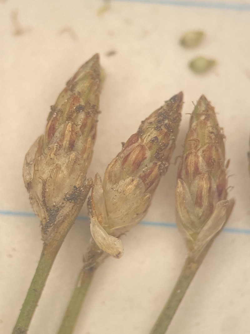Eleocharis microcarpa var. microcarpa