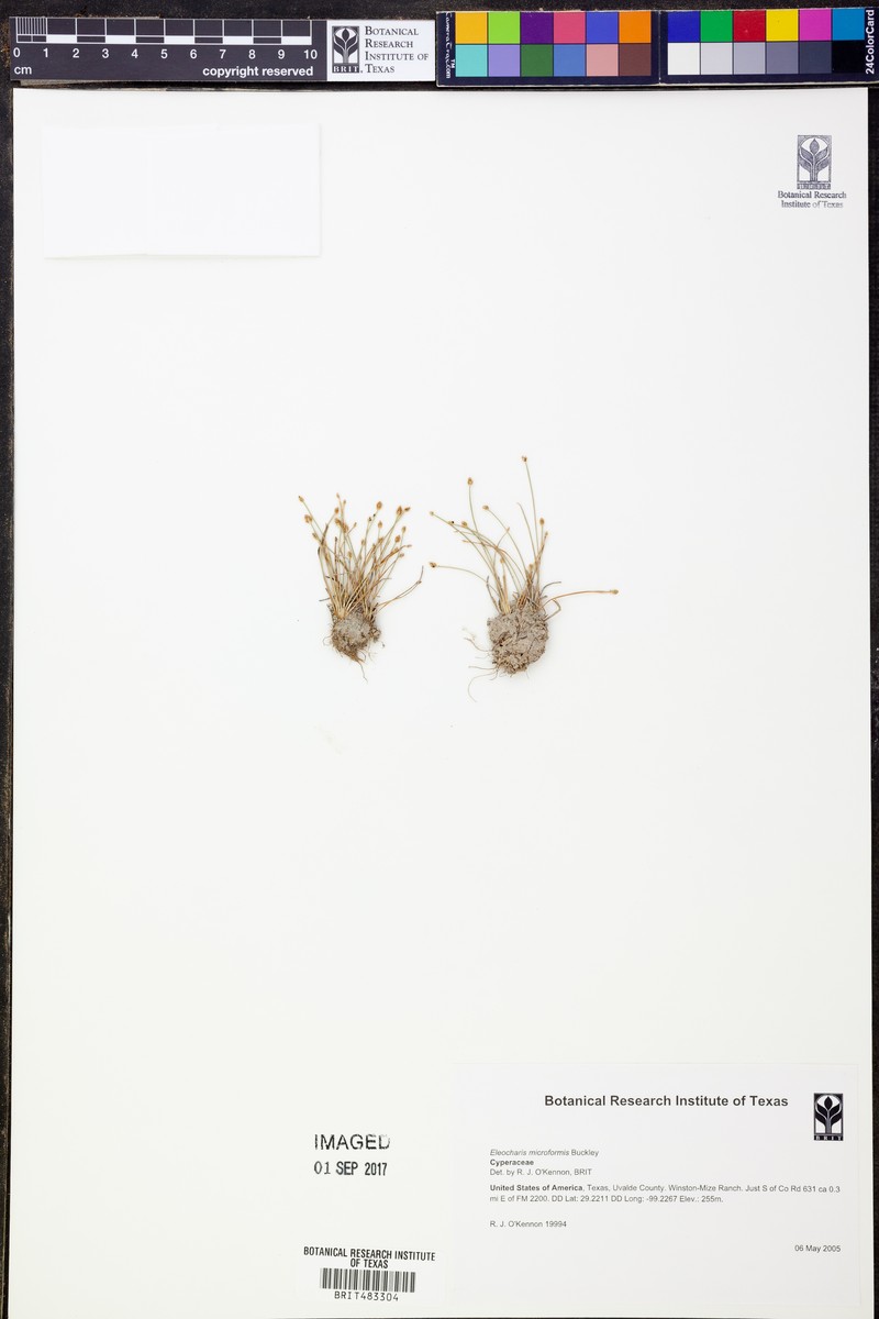 Eleocharis microformis