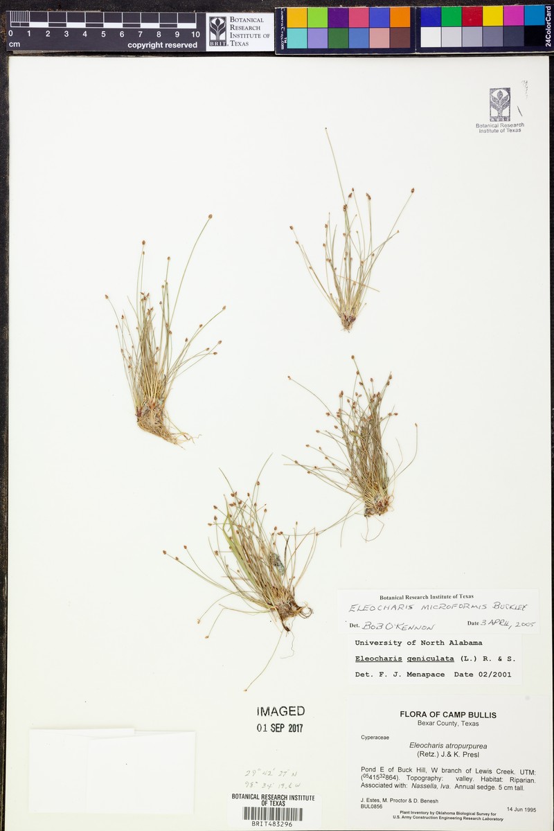 Eleocharis microformis photo 2