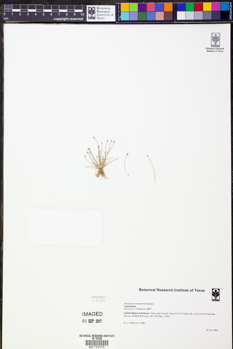 Eleocharis microformis photo 3