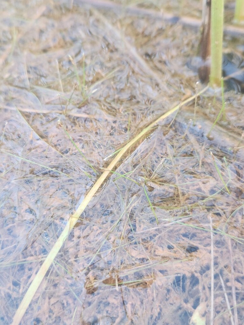 Small Spikerush