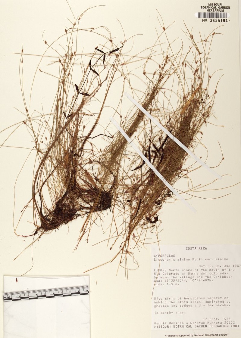 Eleocharis minima var. minima