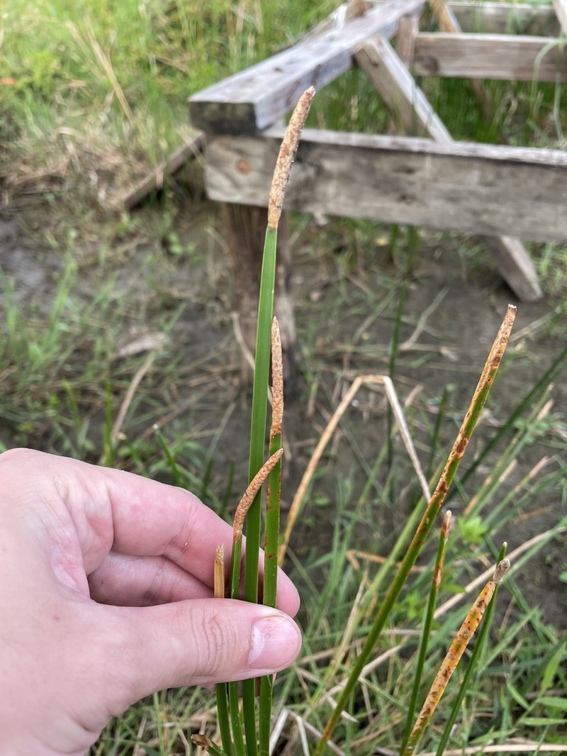 Scallion Grass