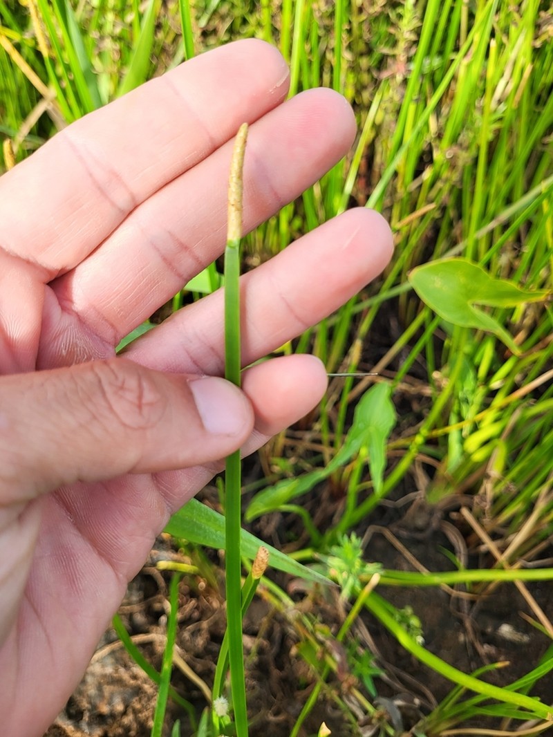 Scallion Grass photo 2