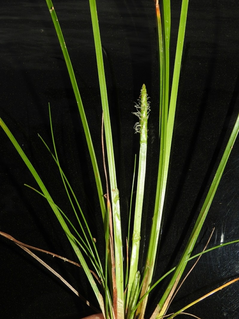 Scallion Grass photo 4