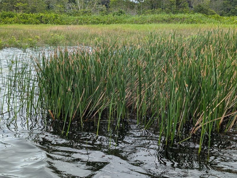 Scallion Grass photo 5