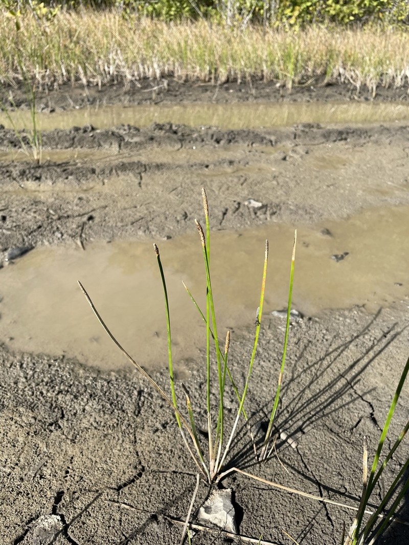 Scallion Grass photo 6