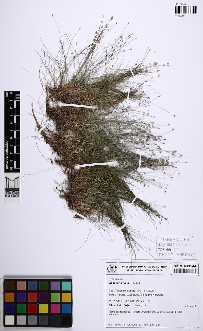 Hair-Like Spikerush