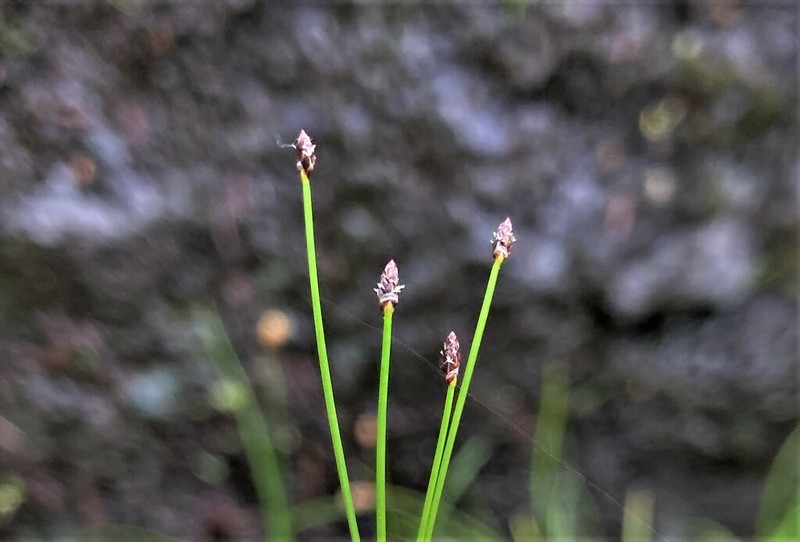 Quill Spikerush