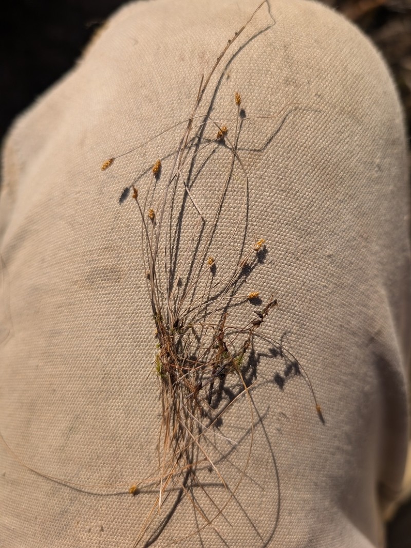 Quill Spikerush photo 2