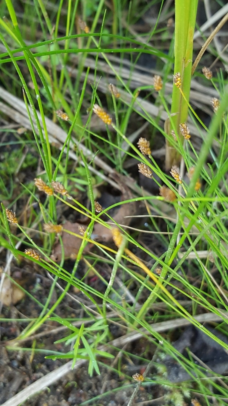 Quill Spikerush photo 6