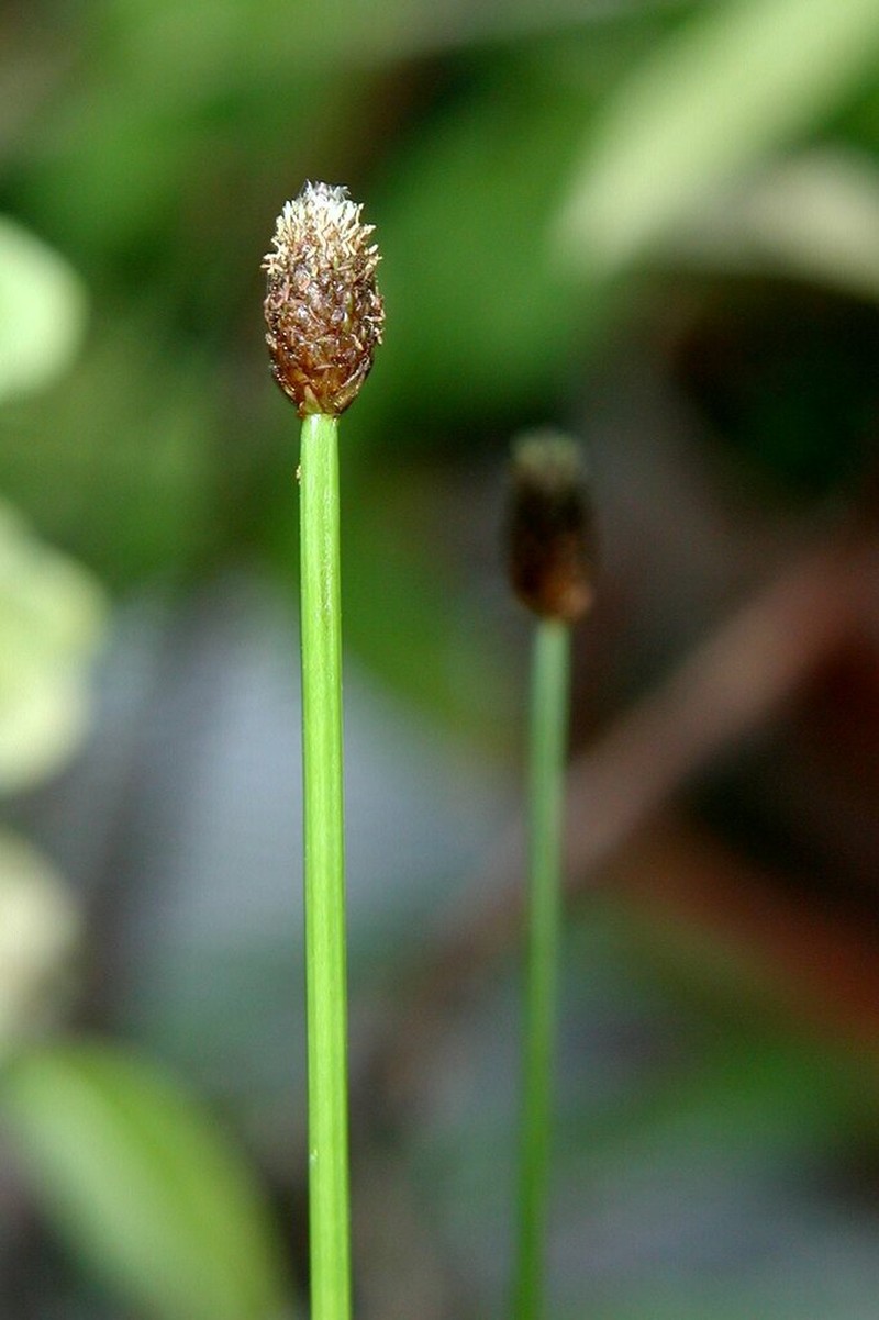 Blunt Spikerush photo 8