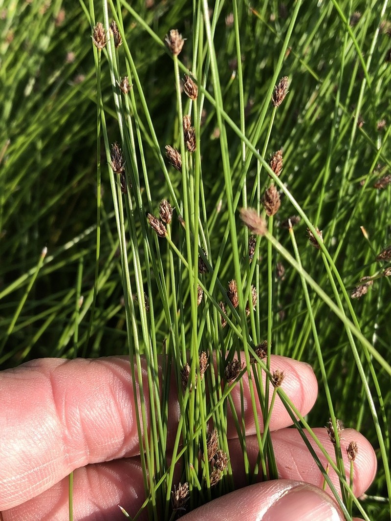 Limestone Spike-Rush