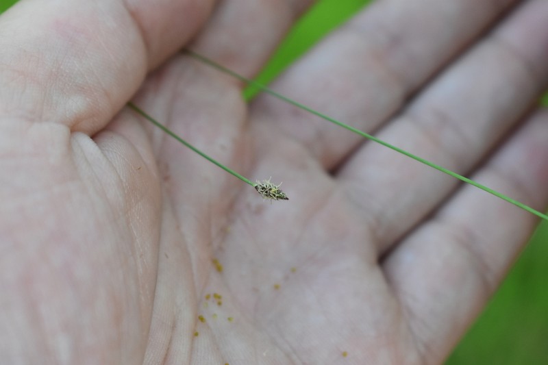 Limestone Spike-Rush photo 2