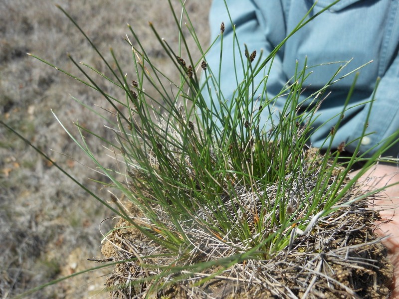 Limestone Spike-Rush photo 3