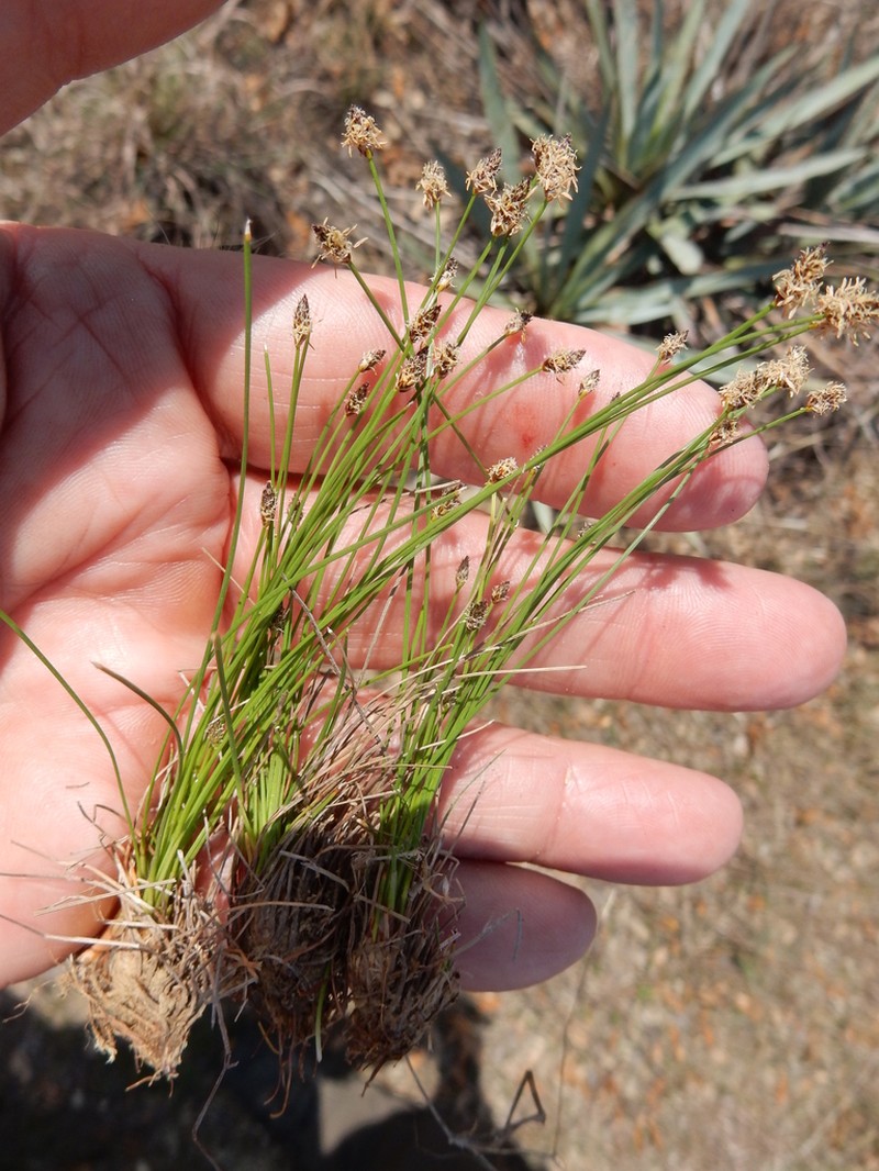 Limestone Spike-Rush photo 4