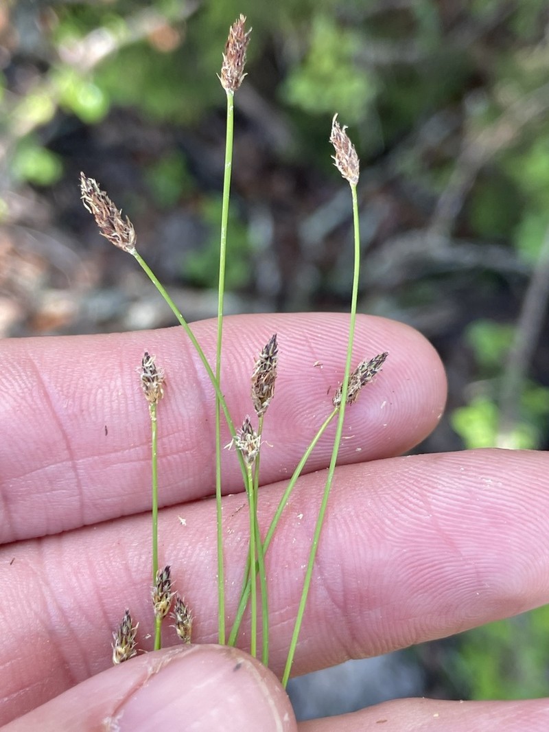 Limestone Spike-Rush photo 5