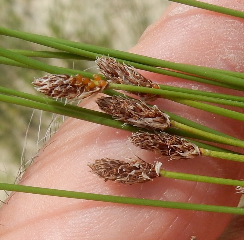 Limestone Spike-Rush photo 6