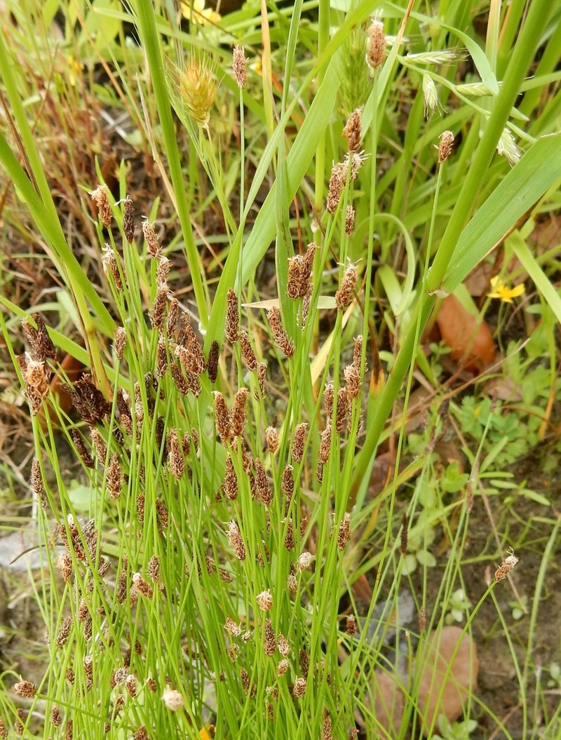 Limestone Spike-Rush photo 7