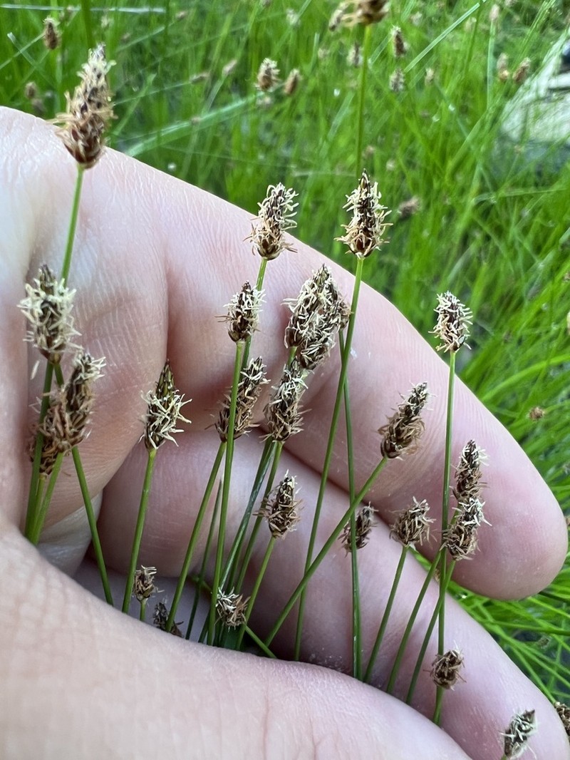 Limestone Spike-Rush photo 8