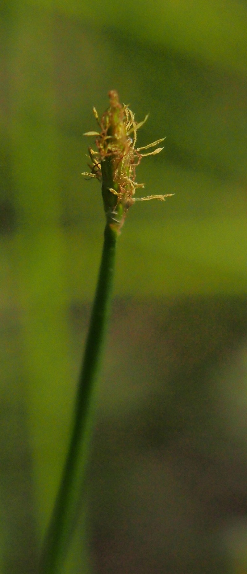 Spikerush photo 2