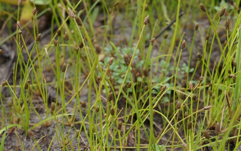 Ovate Spikerush
