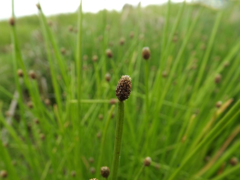 Ovate Spikerush photo 3