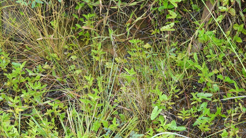 False Junco photo 5