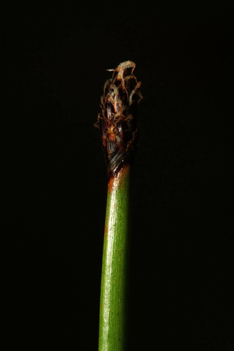 Common Spikerush