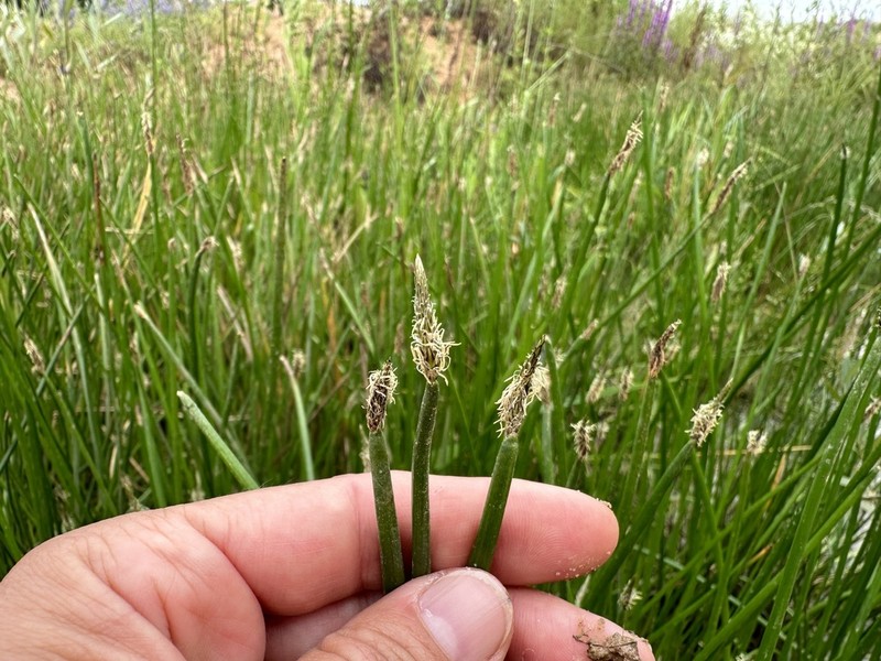 Common Spikerush photo 2