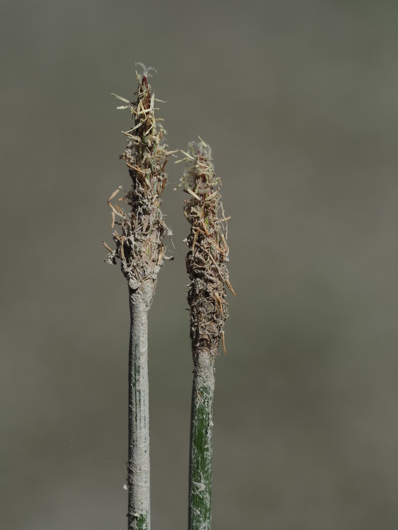 Common Spikerush photo 5