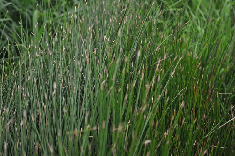 Common Spikerush photo 8