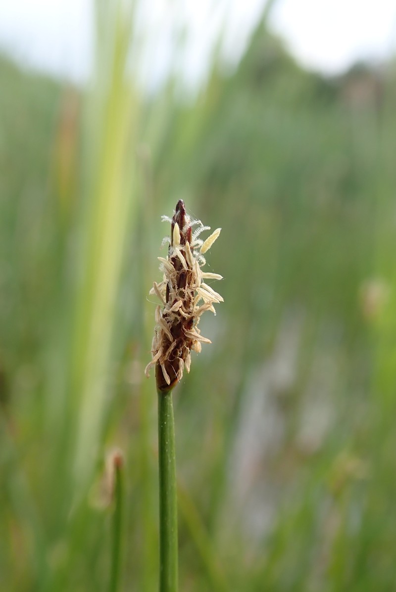 Eleocharis palustris subsp. palustris