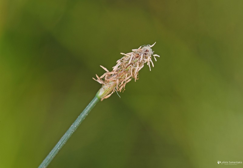 Eleocharis palustris subsp. palustris photo 2