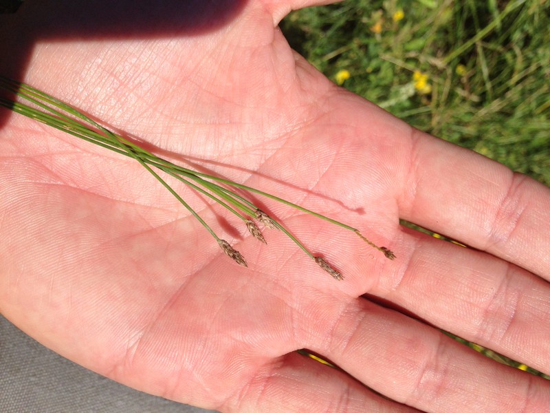Eleocharis palustris var. vigens