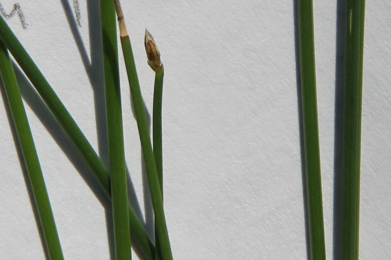 Eleocharis palustris var. vigens photo 2