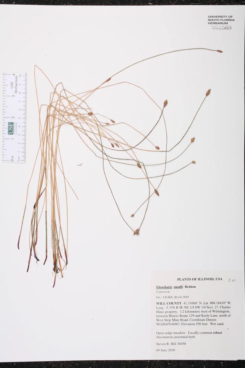 Eleocharis palustris var. vigens photo 3