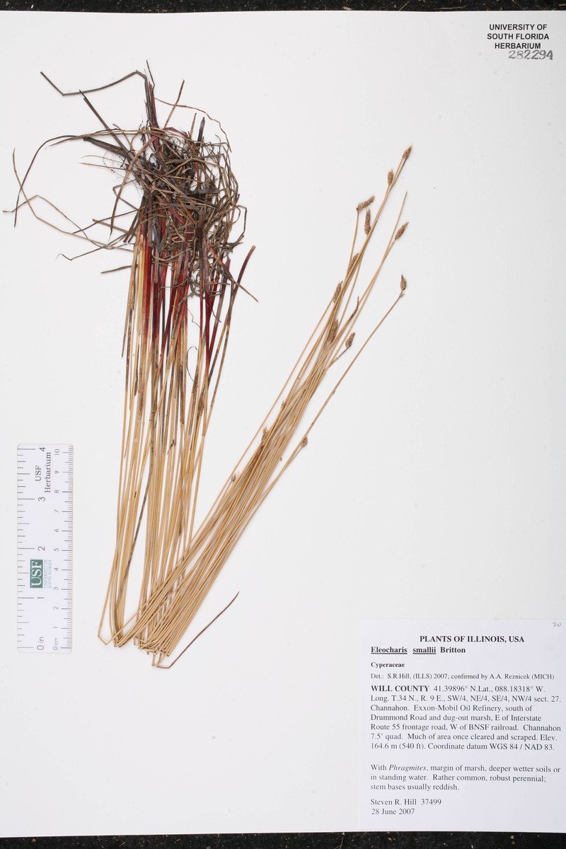 Eleocharis palustris var. vigens photo 4