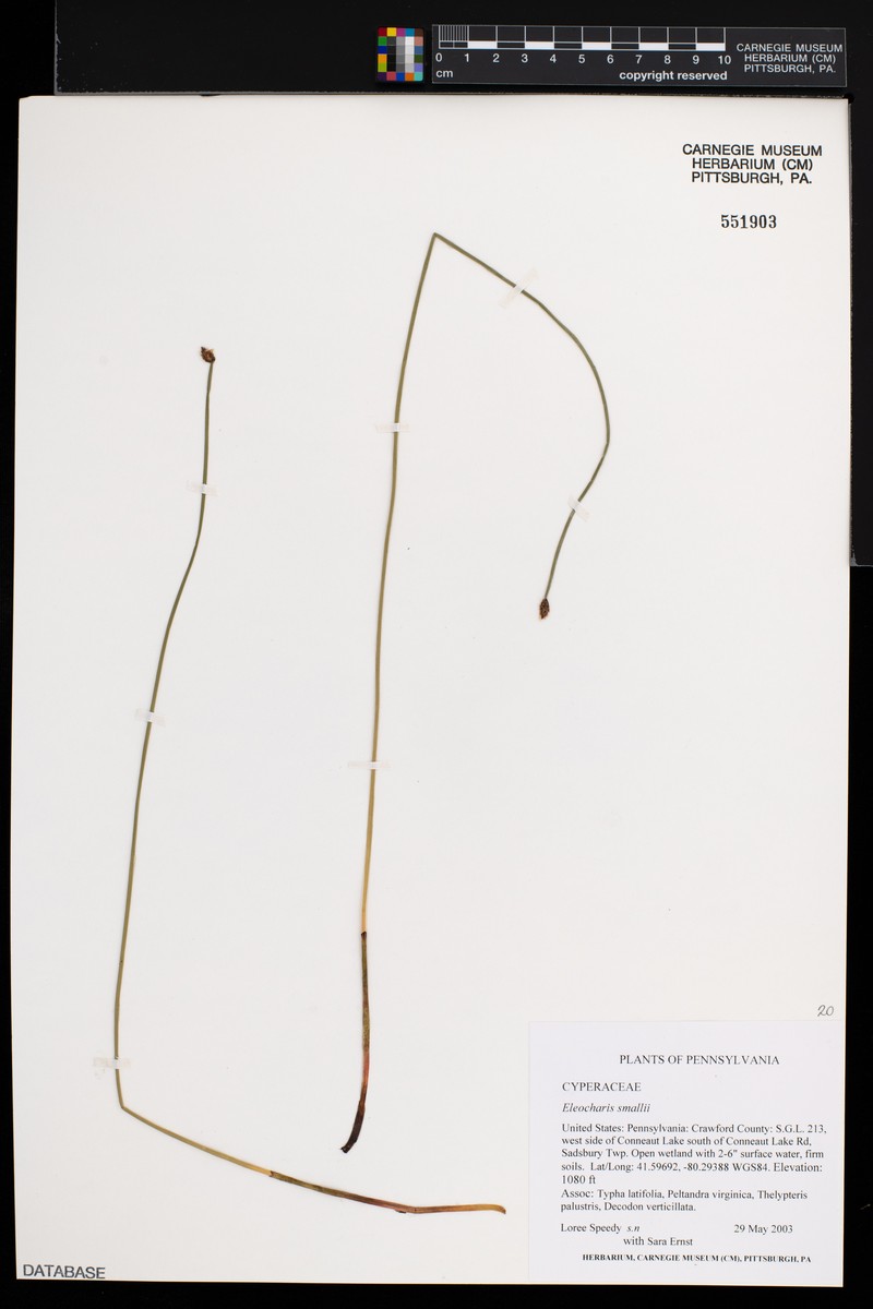 Eleocharis palustris var. vigens photo 6