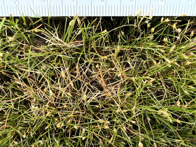 Dwarf Spikerush