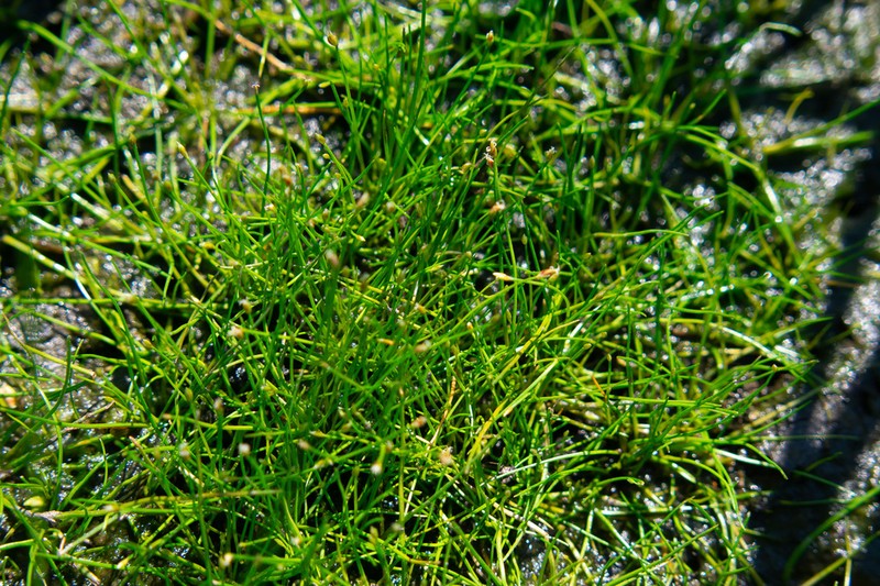 Dwarf Spikerush photo 4