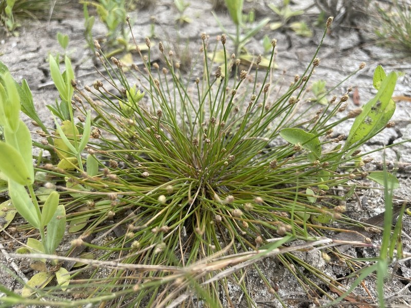 Dwarf Spikerush photo 6