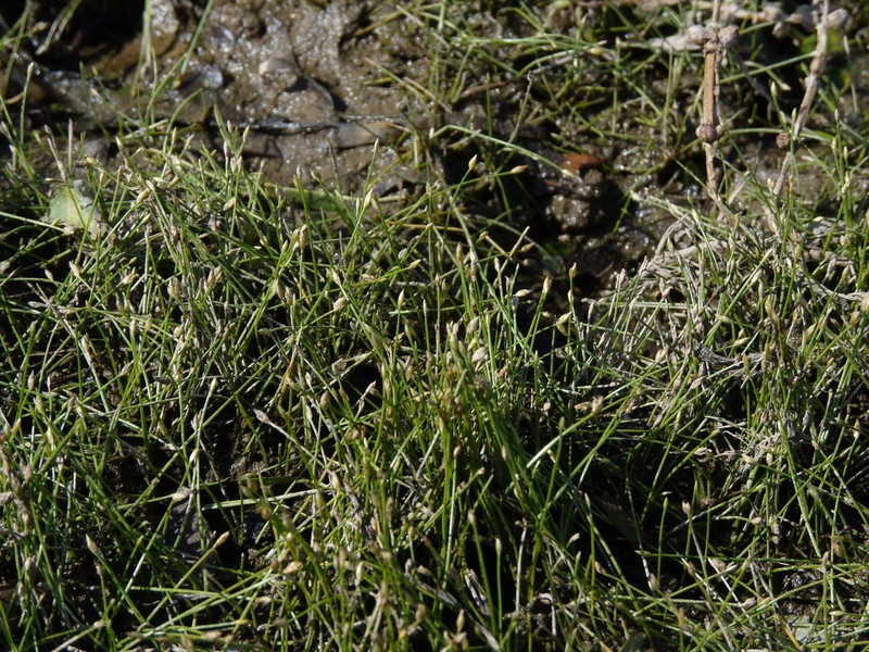 Dwarf Spikerush photo 7