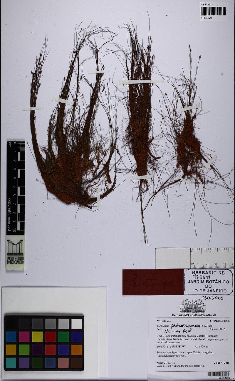 Eleocharis pedrovianae