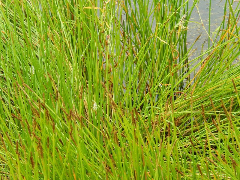 Squarestem Spikerush photo 5