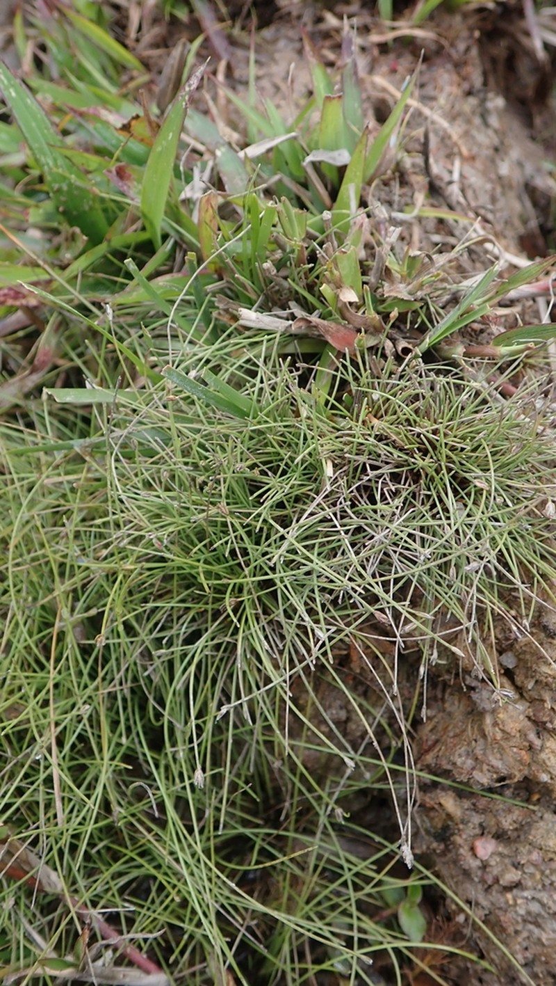 Coastal Plain Spikerush